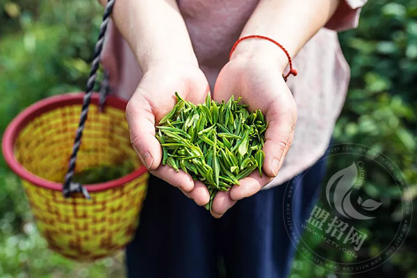 茶圣居茶叶加盟店